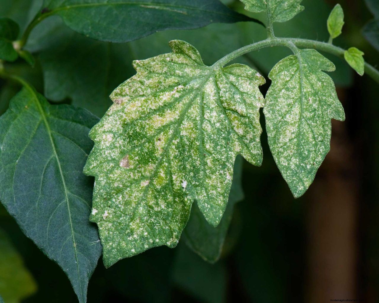How to get rid of spider mites: clear these tiny pests from your yard