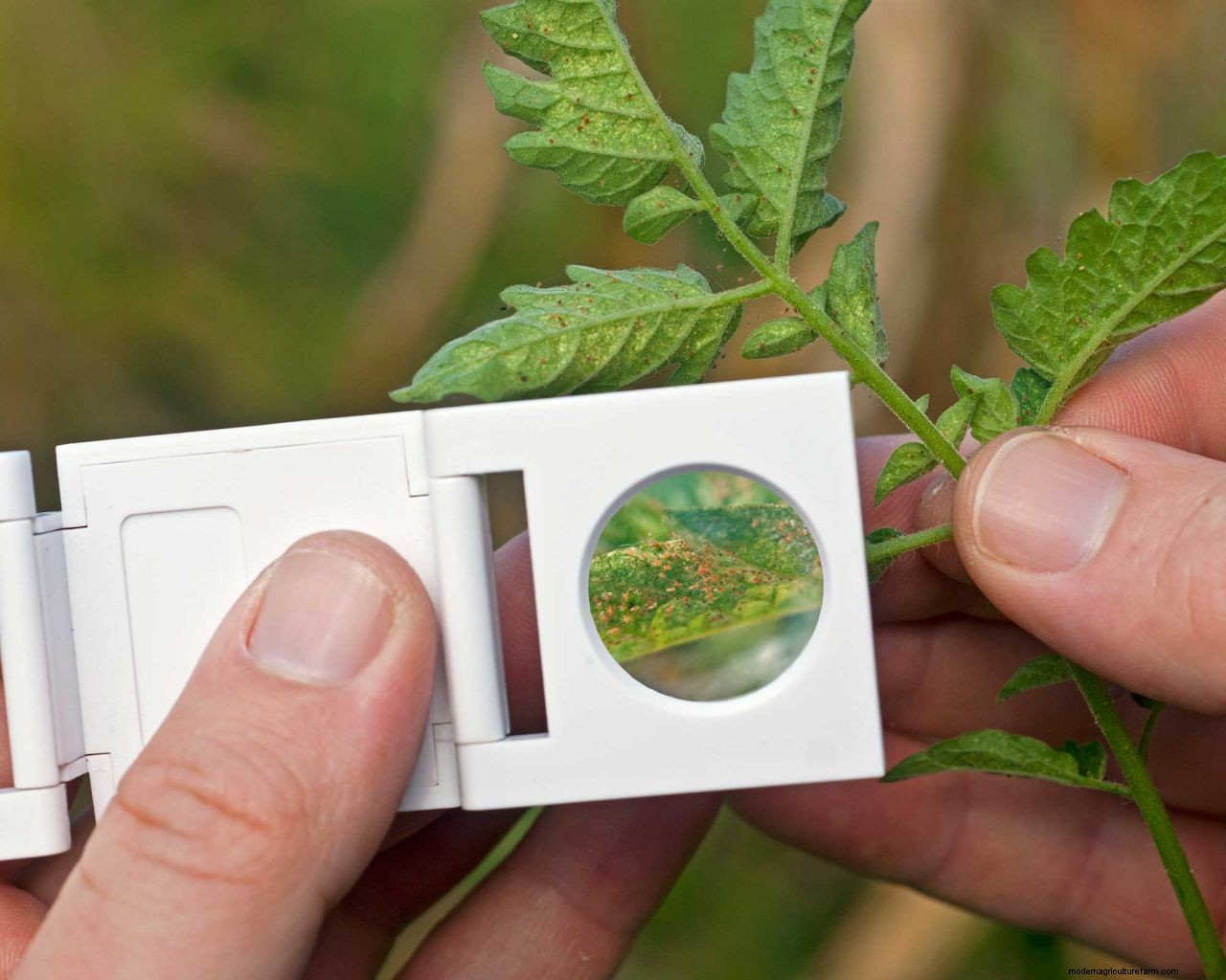 How to get rid of spider mites: clear these tiny pests from your yard