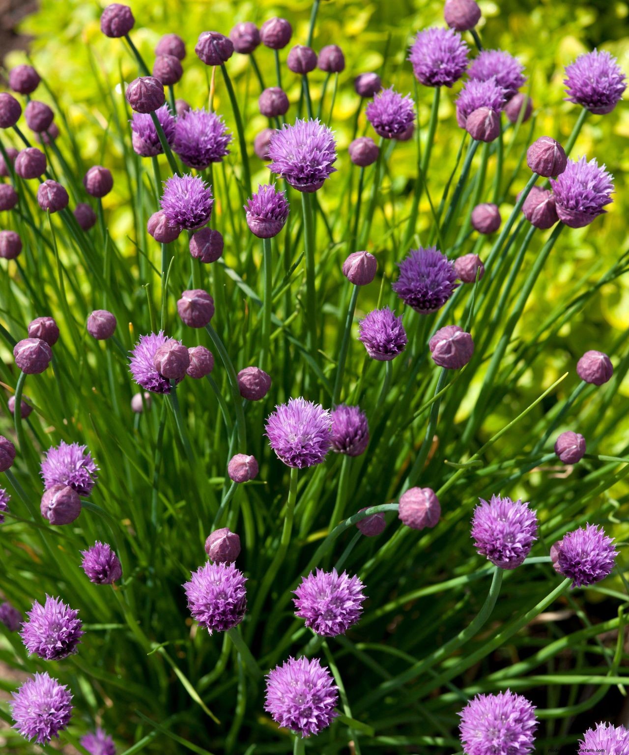 Chives care and growing guide: expert tips for this perennial herb