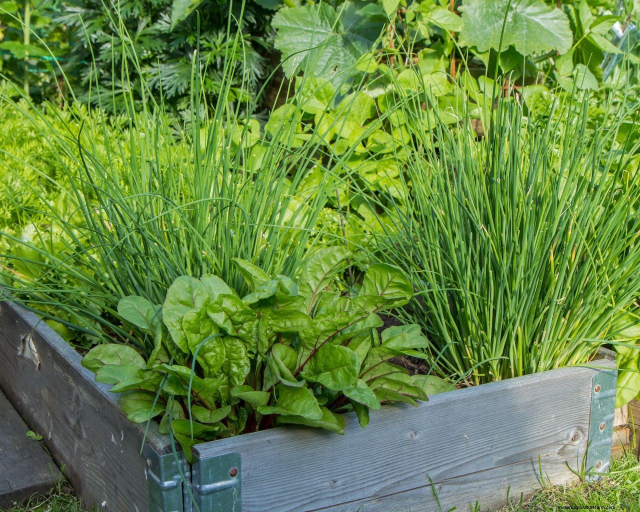 Chives care and growing guide: expert tips for this perennial herb