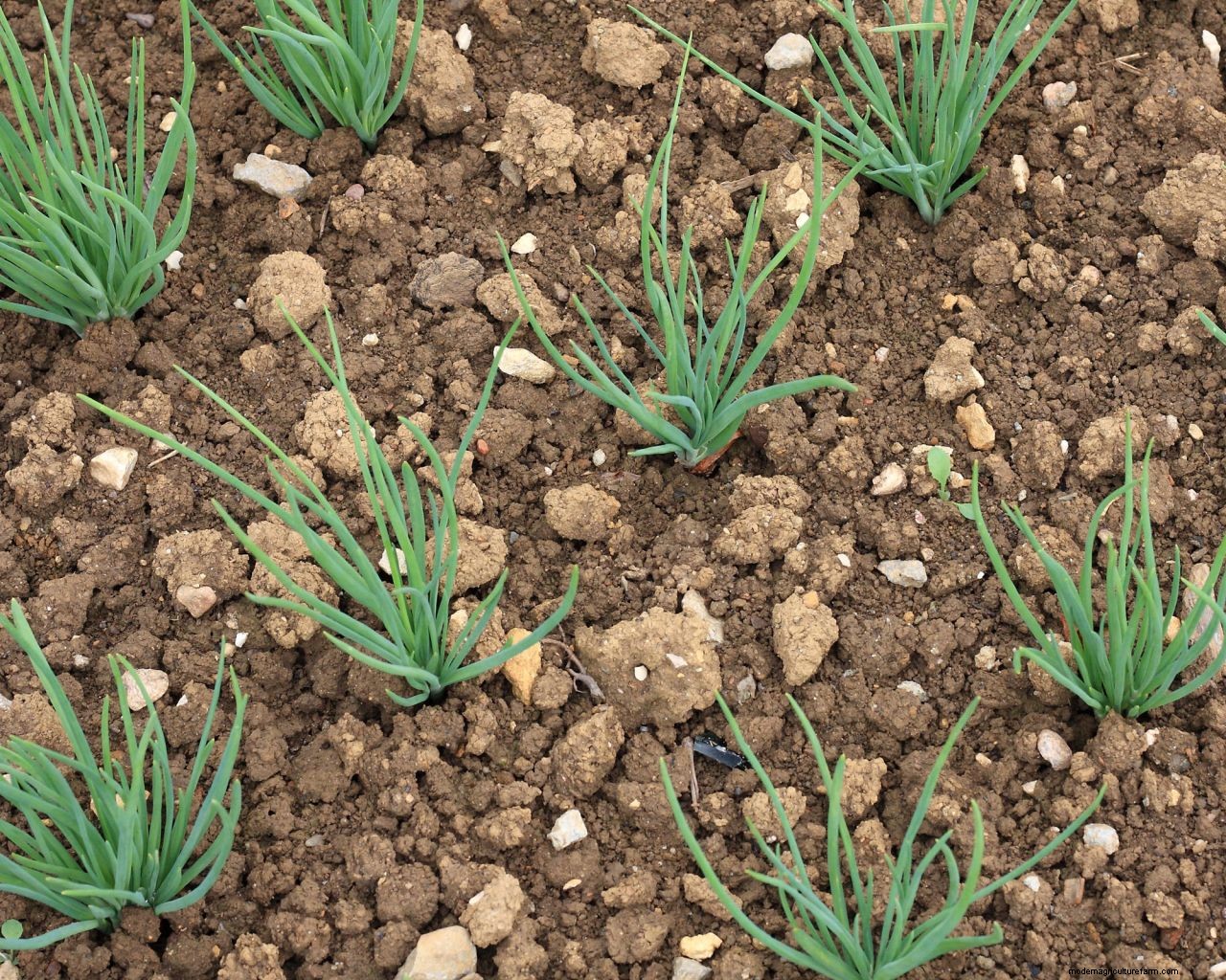 Chives care and growing guide: expert tips for this perennial herb