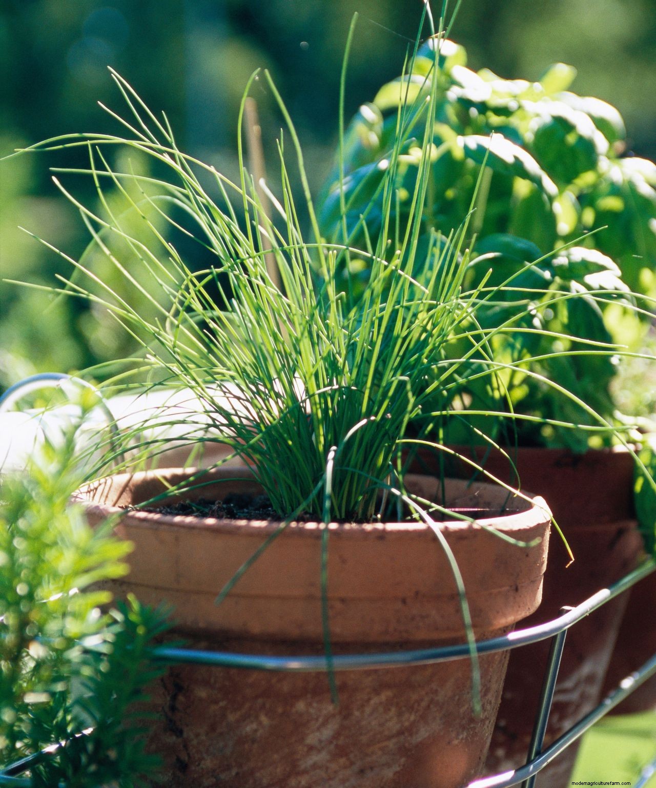 Chives care and growing guide: expert tips for this perennial herb
