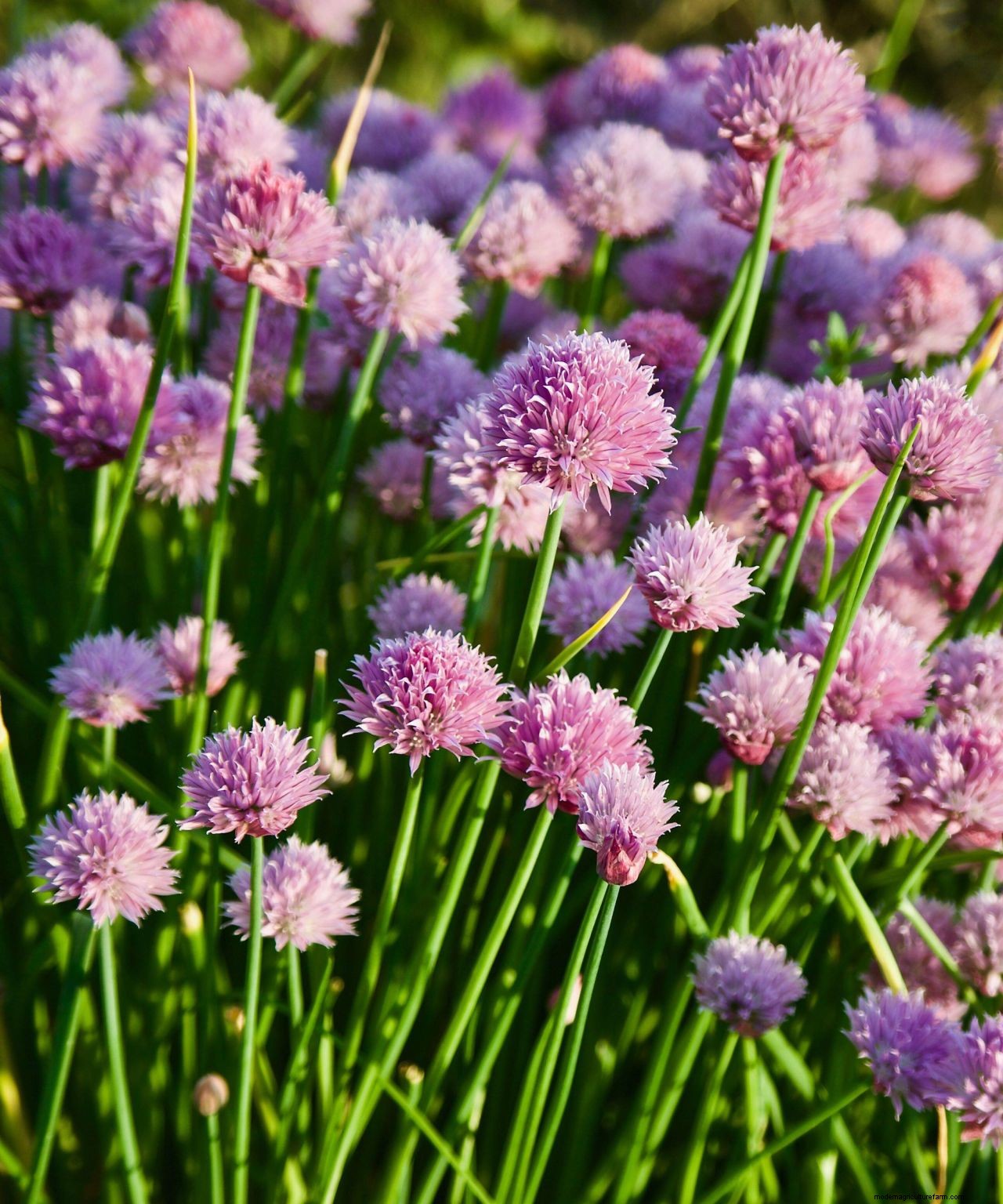 Chives care and growing guide: expert tips for this perennial herb