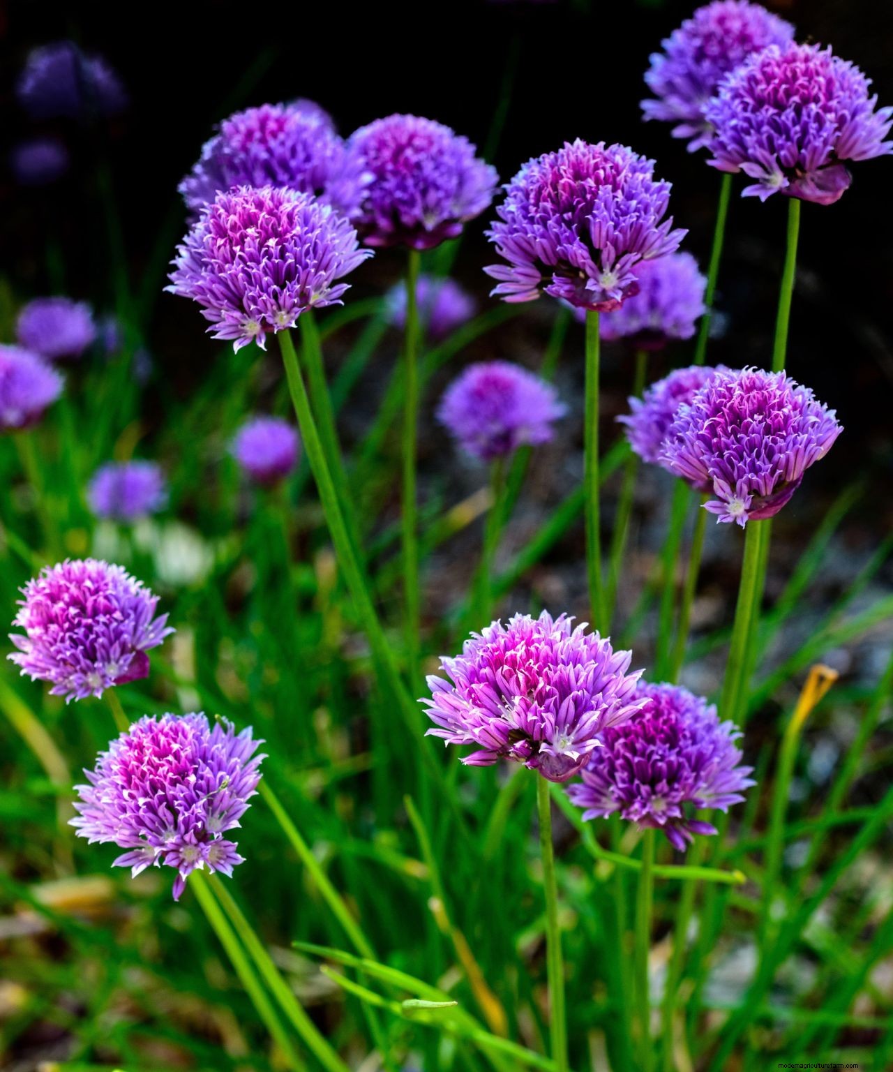 Chives care and growing guide: expert tips for this perennial herb