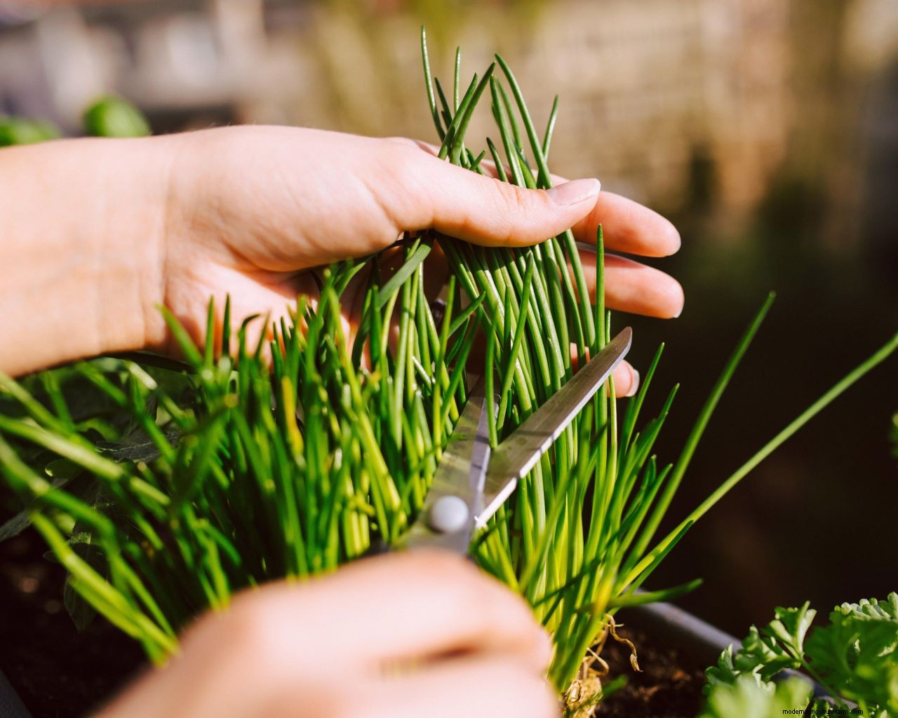 Chives care and growing guide: expert tips for this perennial herb