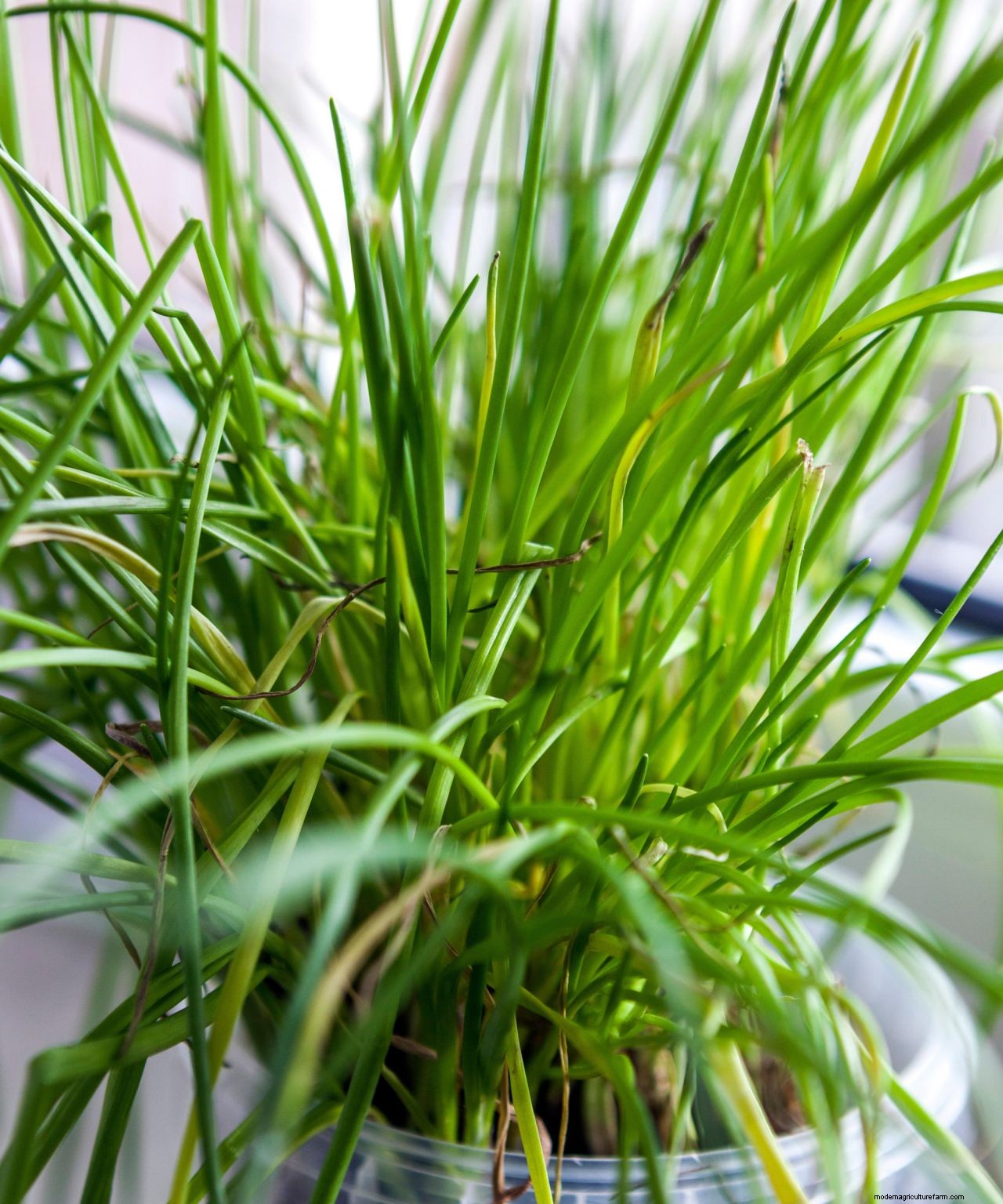 Chives care and growing guide: expert tips for this perennial herb
