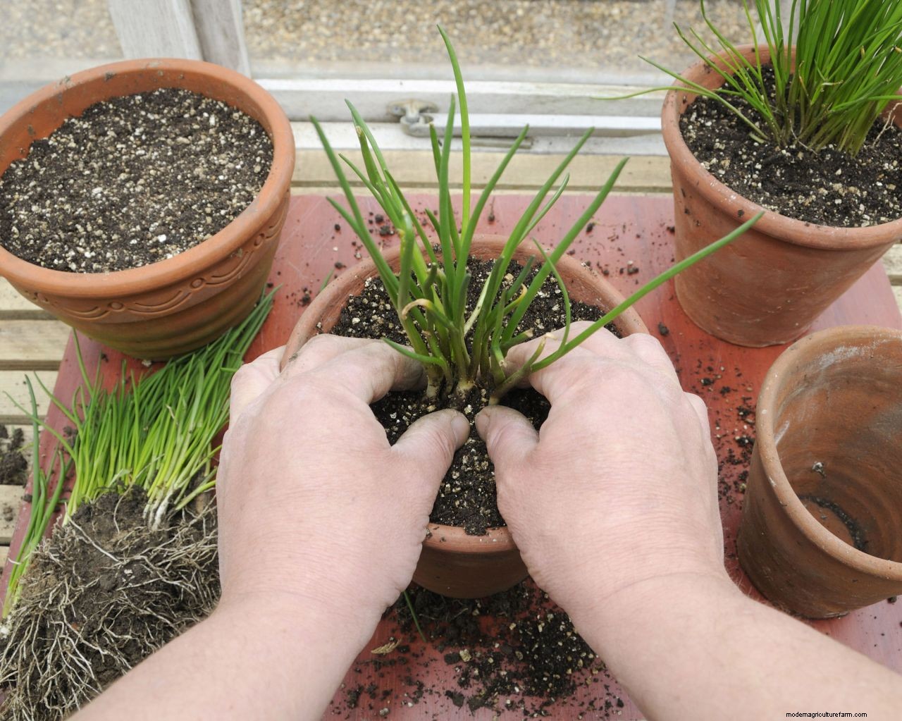 Chives care and growing guide: expert tips for this perennial herb