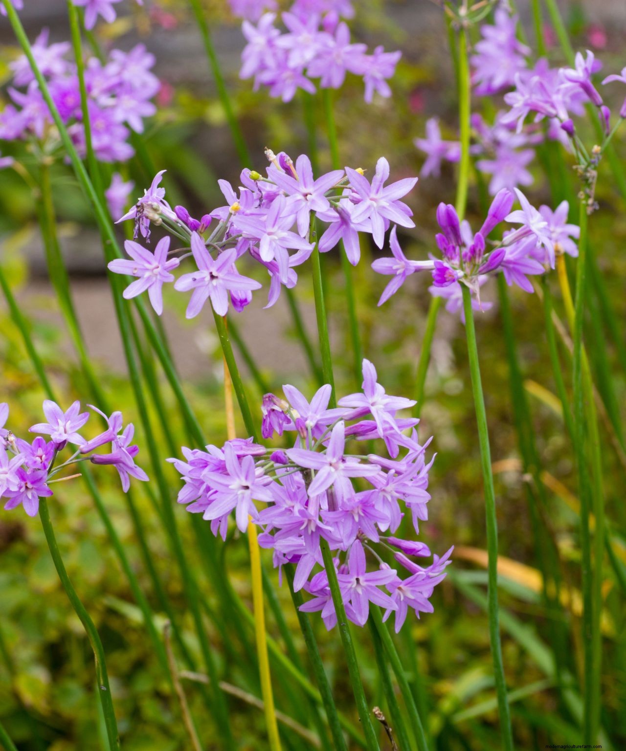 Chives care and growing guide: expert tips for this perennial herb