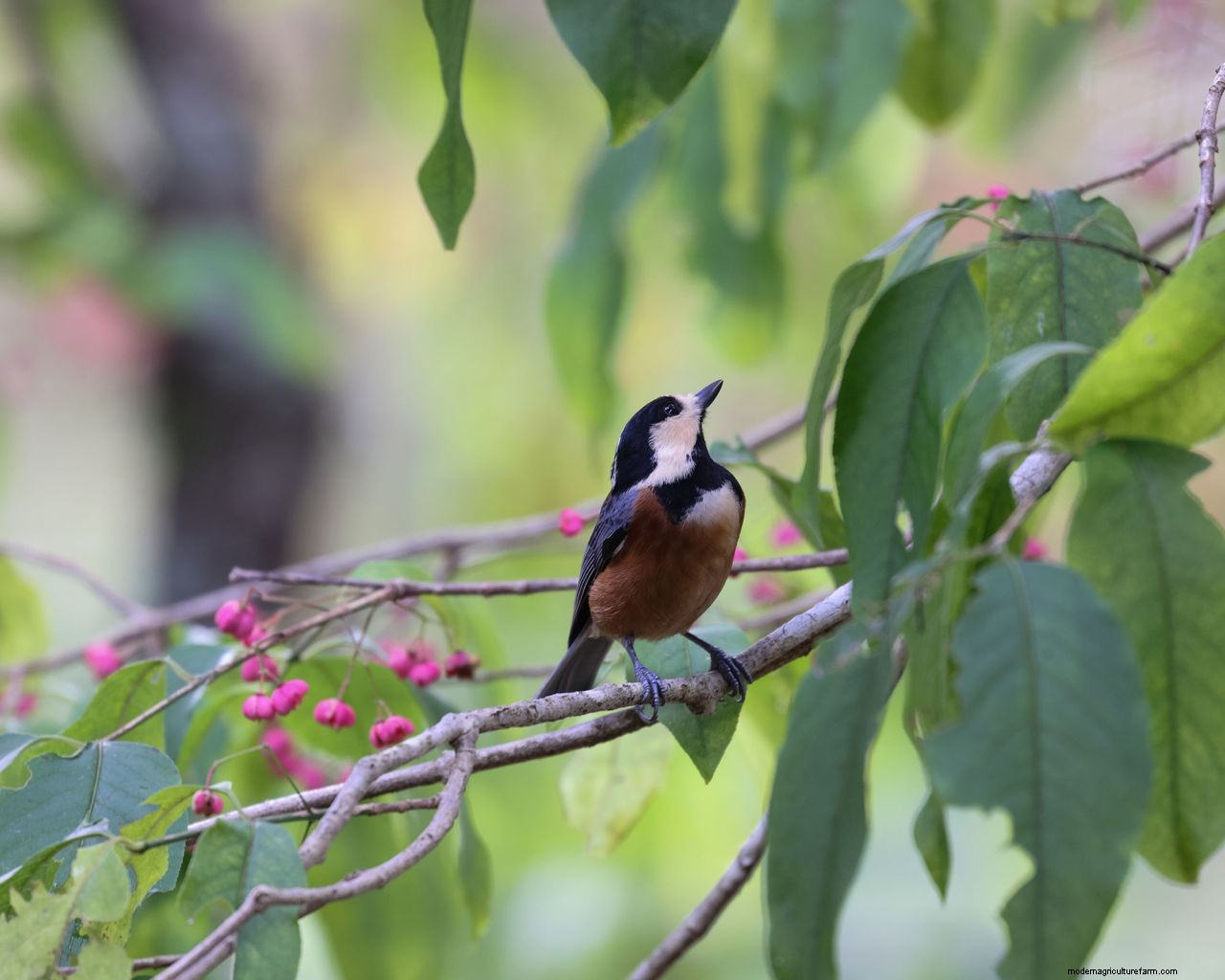 How to get rid of flea beetles: top tips for deterring these pests from your yard