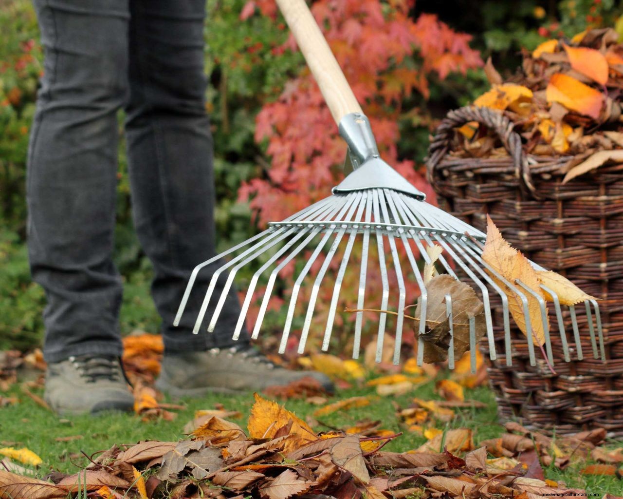 How to get rid of flea beetles: top tips for deterring these pests from your yard