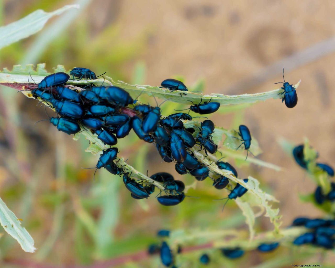 How to get rid of flea beetles: top tips for deterring these pests from your yard