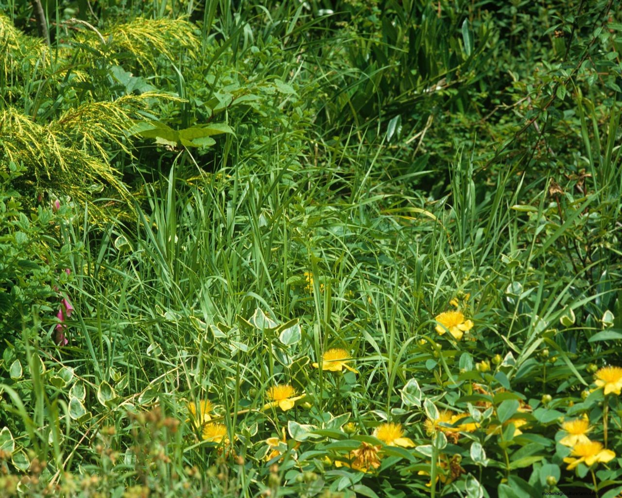 Quack grass: what it is and how to remove it from your garden