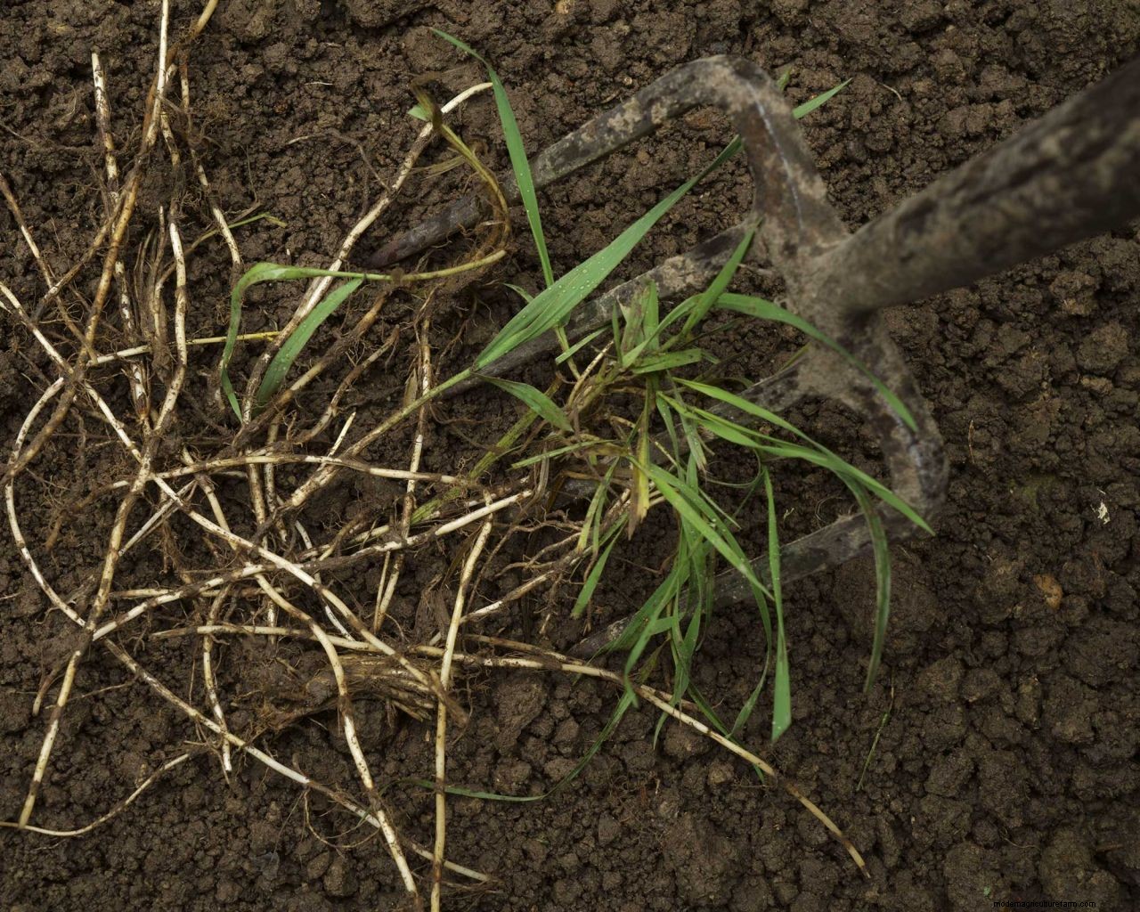 Quack grass: what it is and how to remove it from your garden