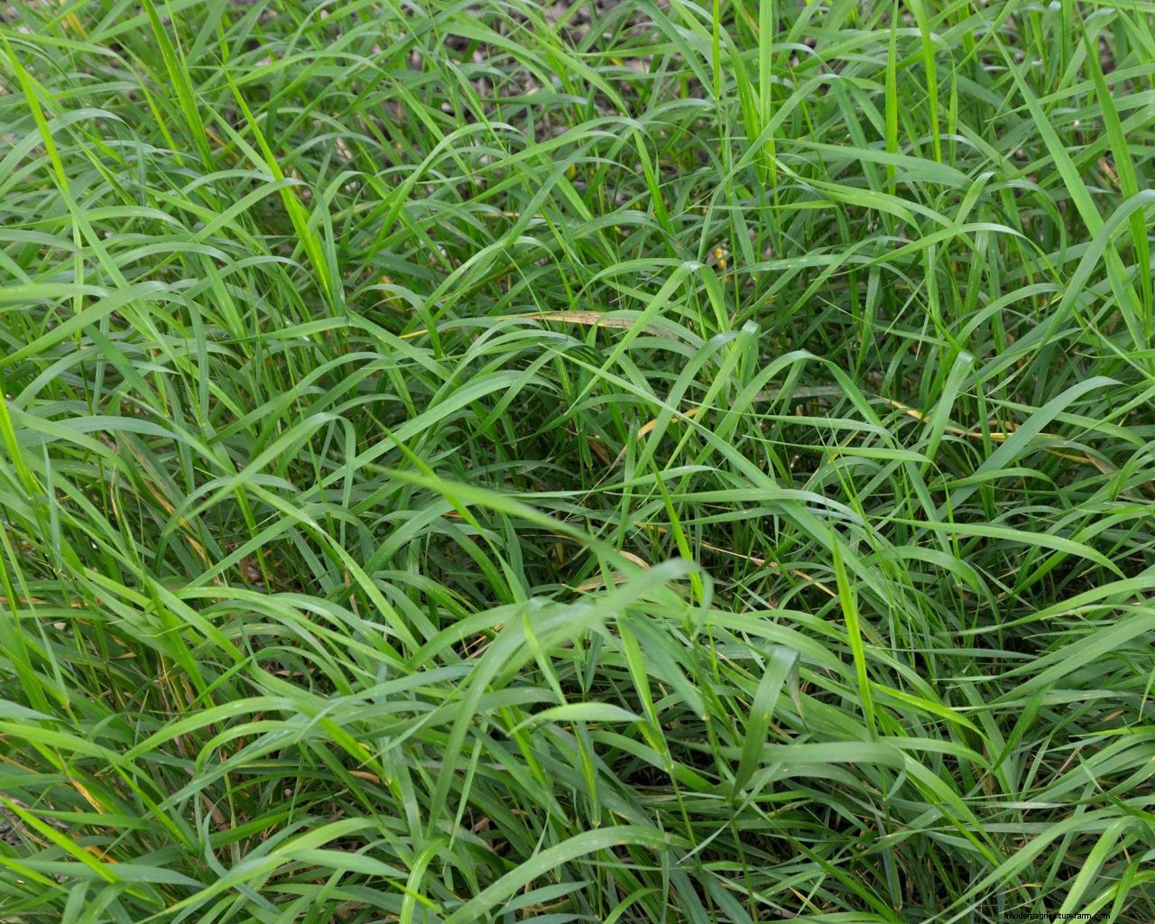 Quack grass: what it is and how to remove it from your garden