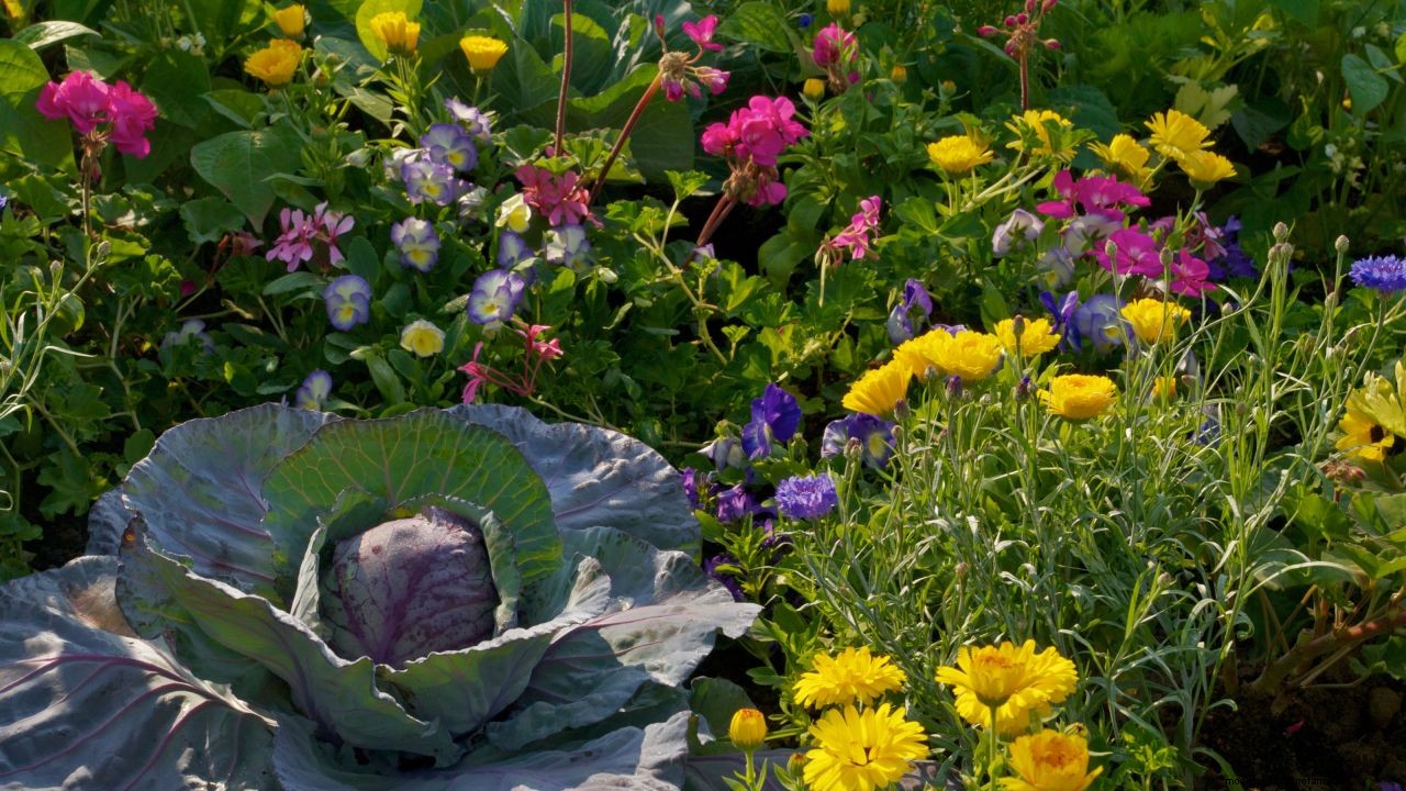 How to design a potager garden for vegetables and flowers