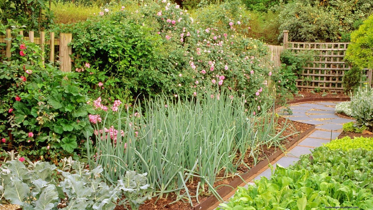 How to design a potager garden for vegetables and flowers