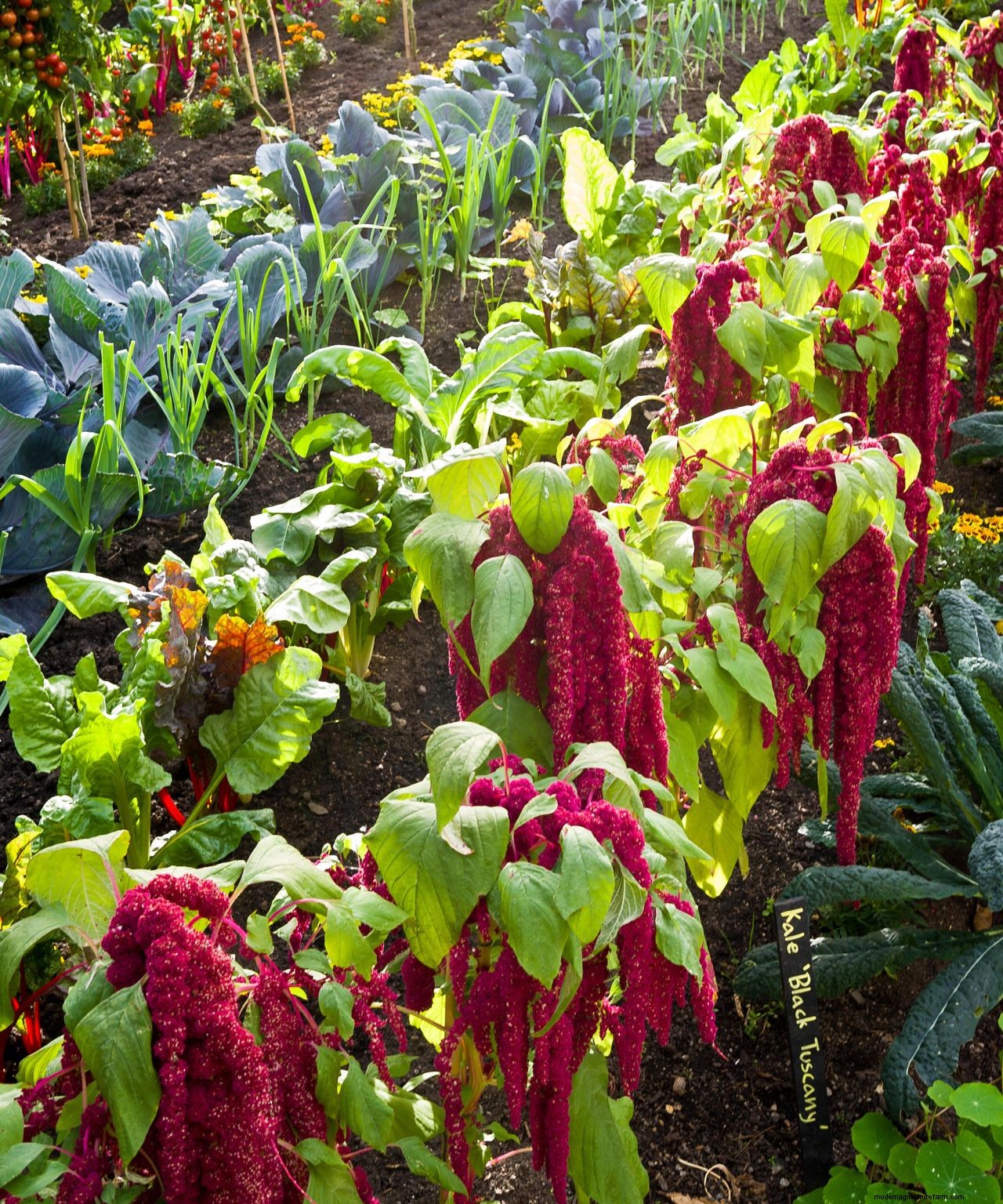How to design a potager garden for vegetables and flowers