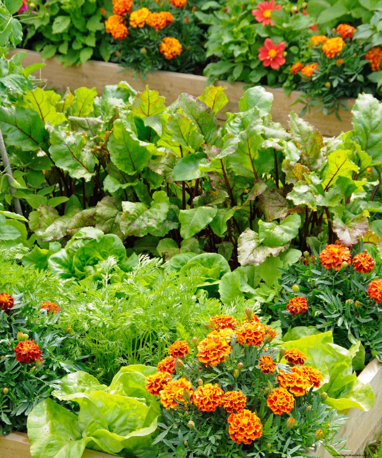 How to design a potager garden for vegetables and flowers