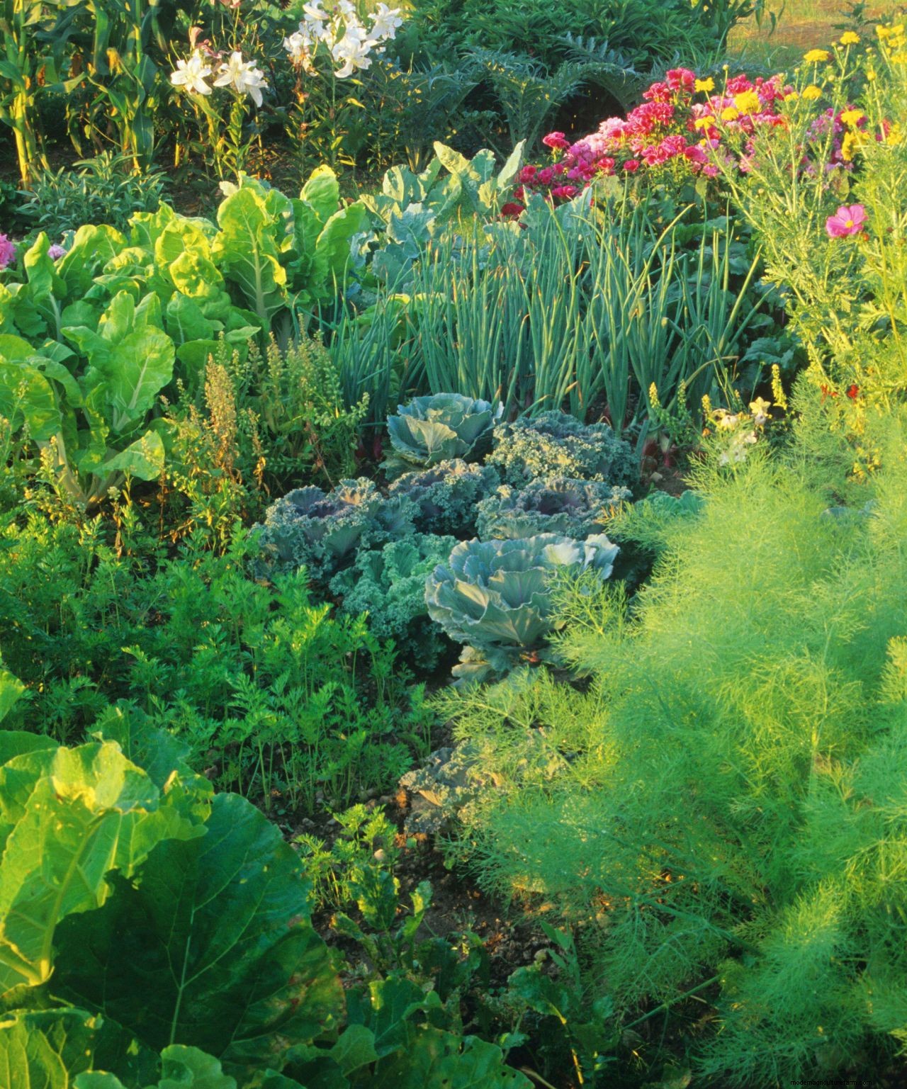 How to design a potager garden for vegetables and flowers