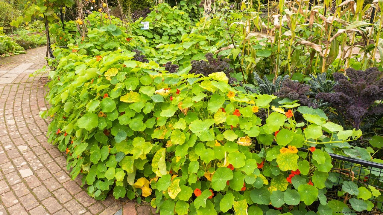 How to design a potager garden for vegetables and flowers