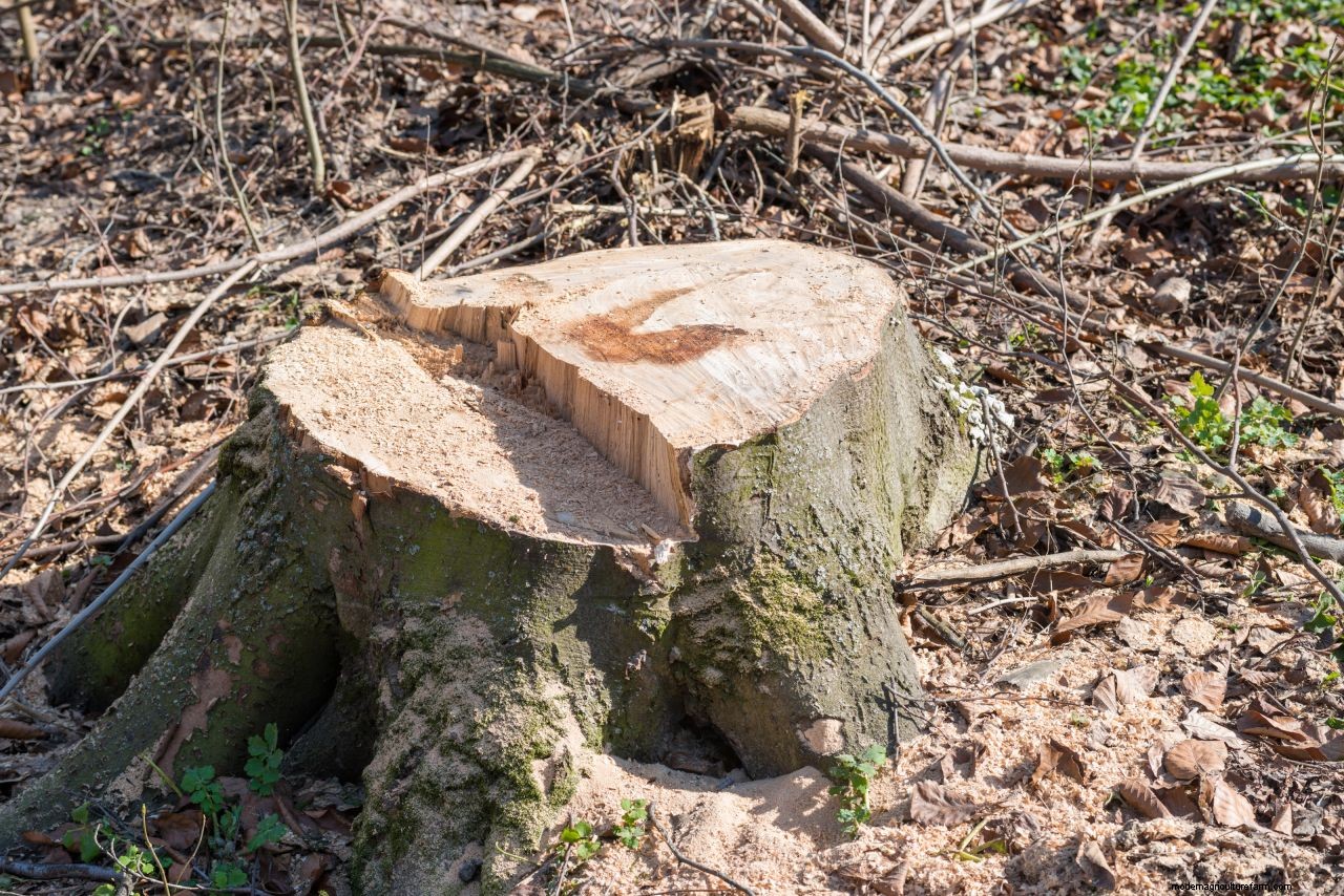 How to kill a tree stump: an easy step-by-step guide to using natural and chemical methods