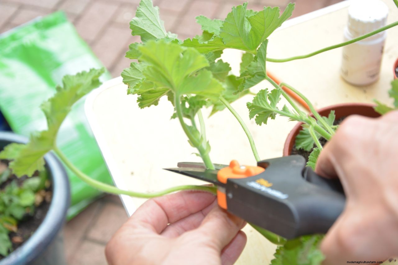 How to take cuttings from plants: follow our expert advice