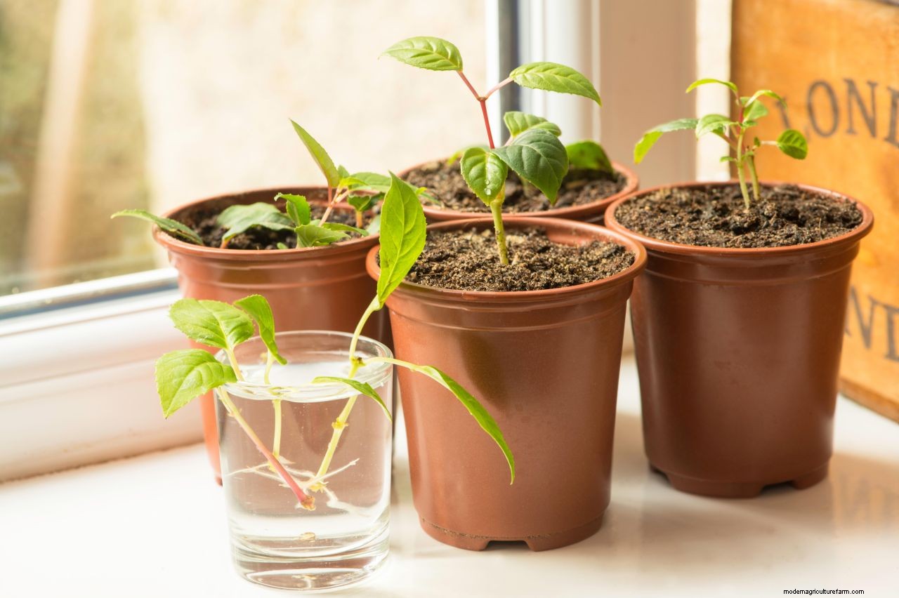 How to take cuttings from plants: follow our expert advice