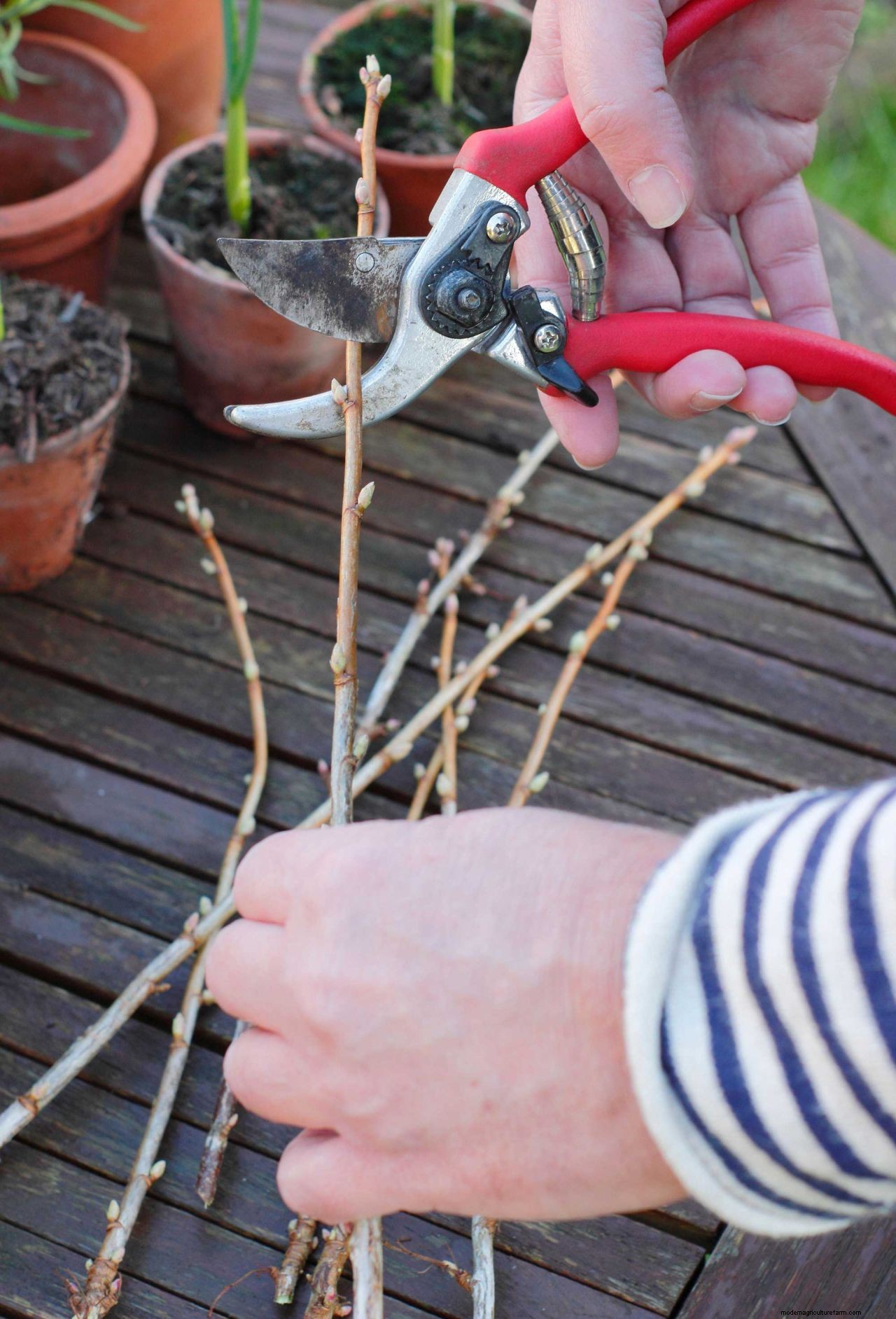 How to take cuttings from plants: follow our expert advice