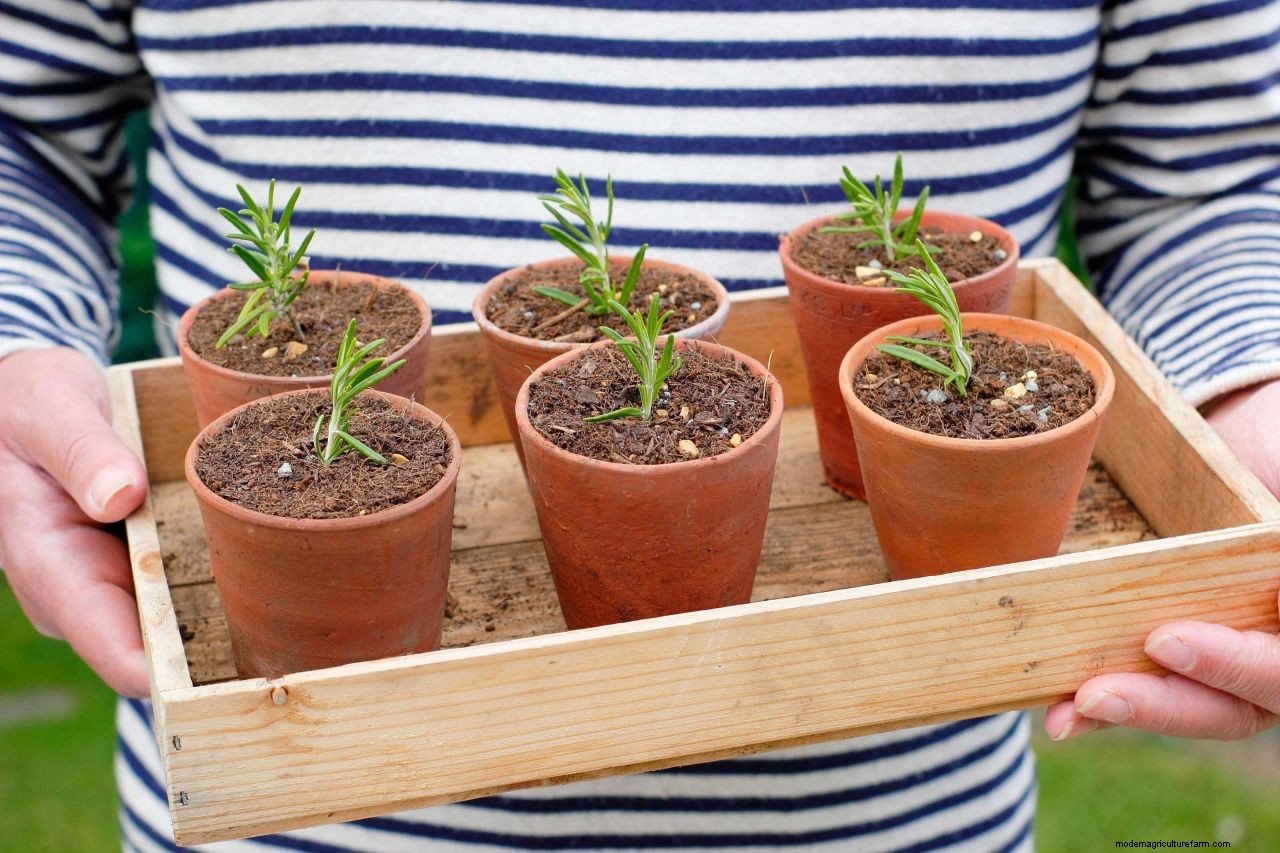 How to take cuttings from plants: follow our expert advice