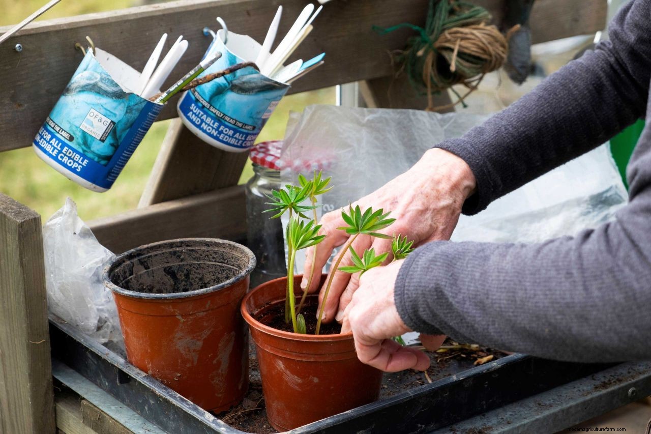 How to take cuttings from plants: follow our expert advice