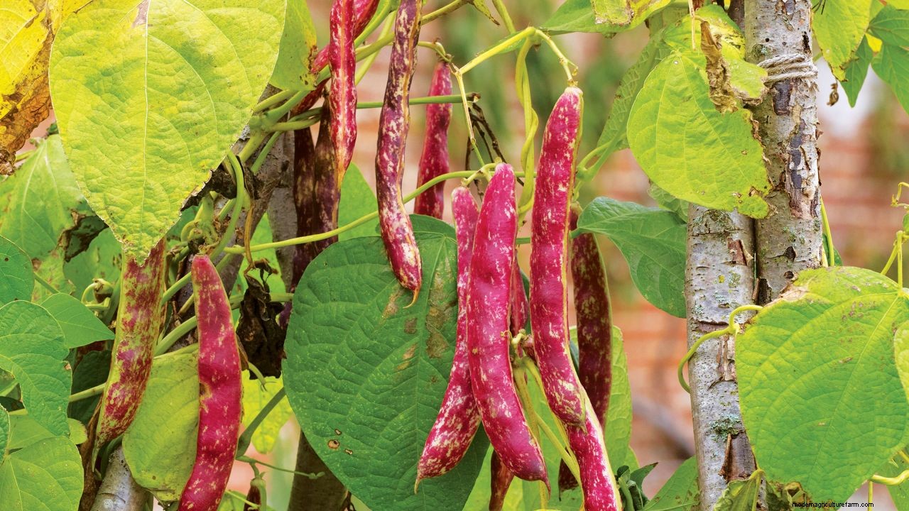 How to grow French beans: our complete growing guide