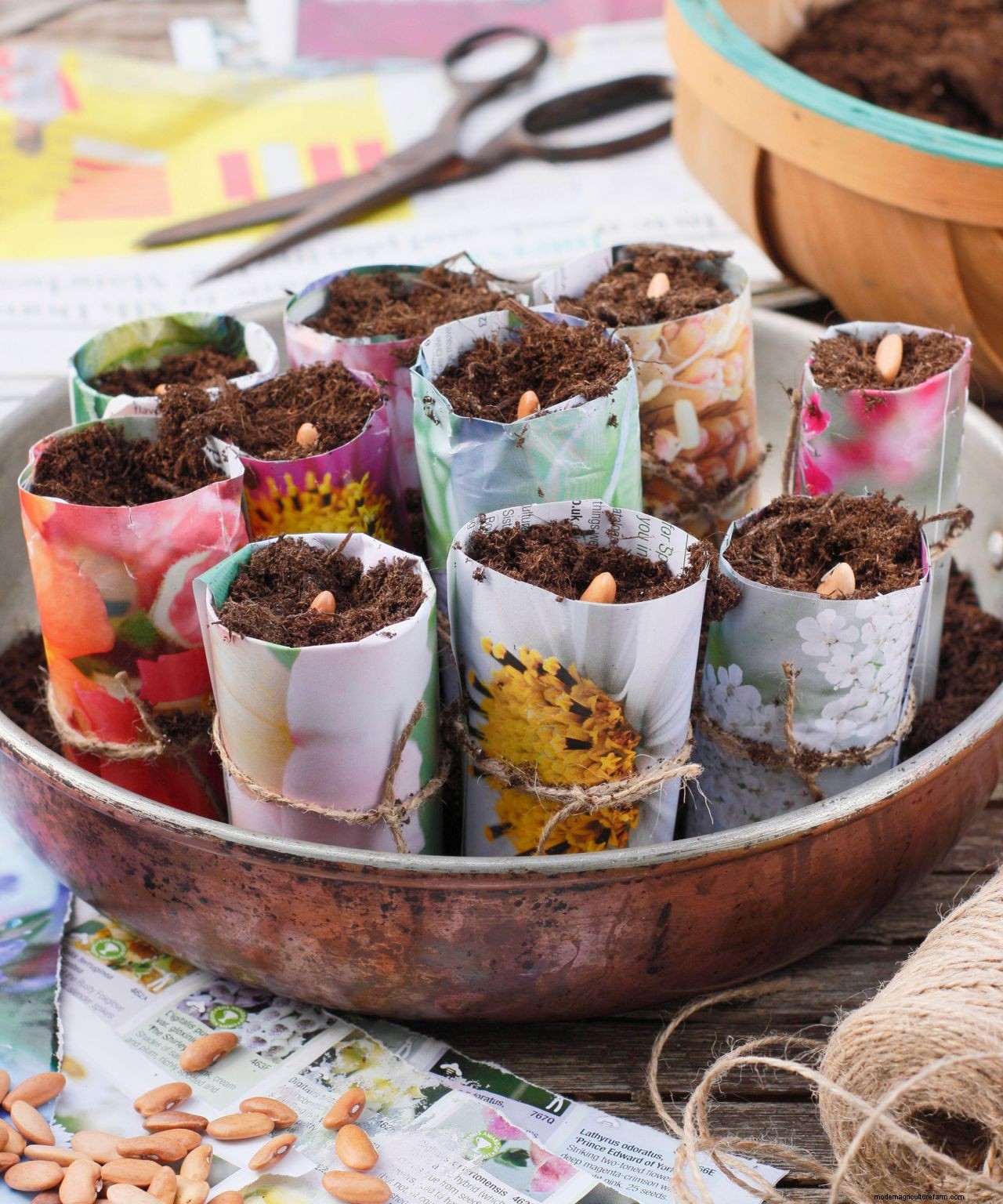 How to grow French beans: our complete growing guide