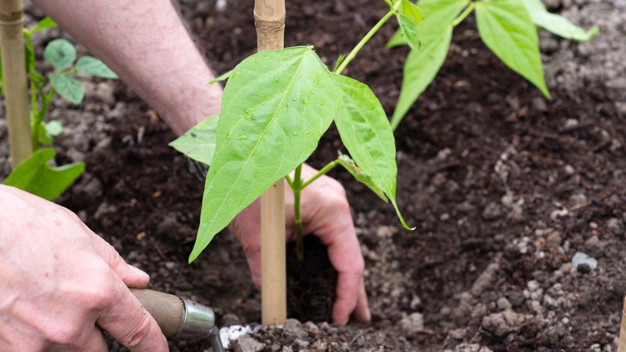 How to grow French beans: our complete growing guide