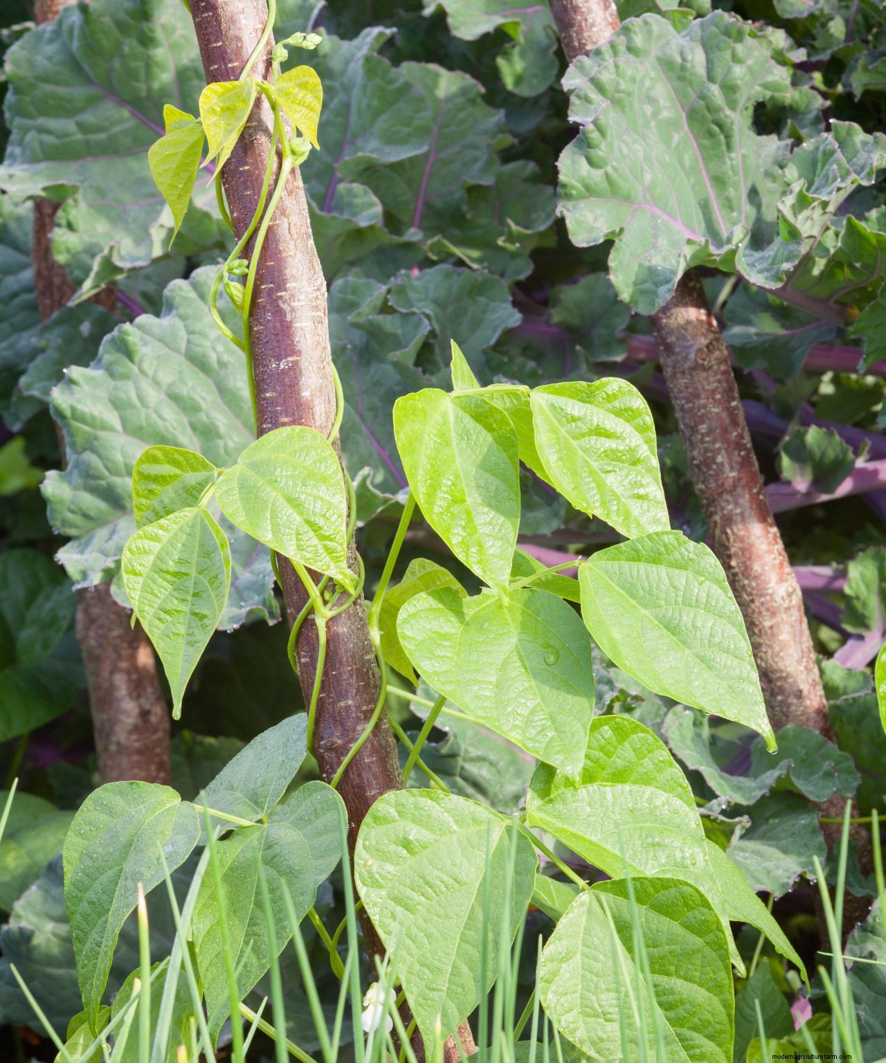 How to grow French beans: our complete growing guide