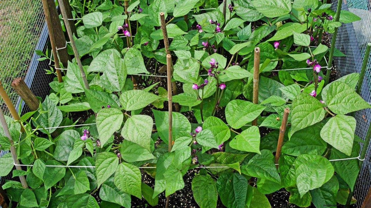 How to grow French beans: our complete growing guide