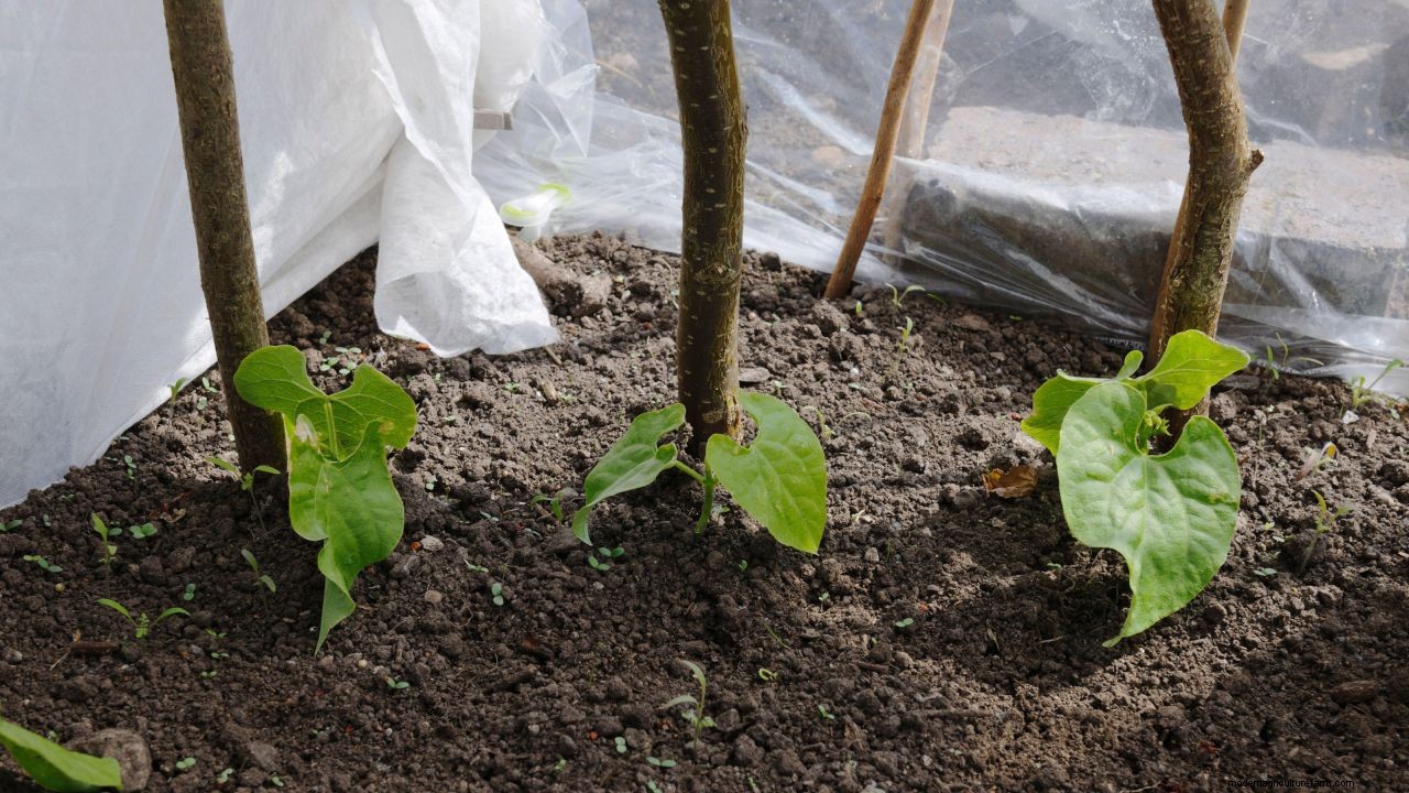 How to grow French beans: our complete growing guide