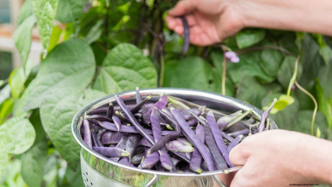 How to grow French beans: our complete growing guide