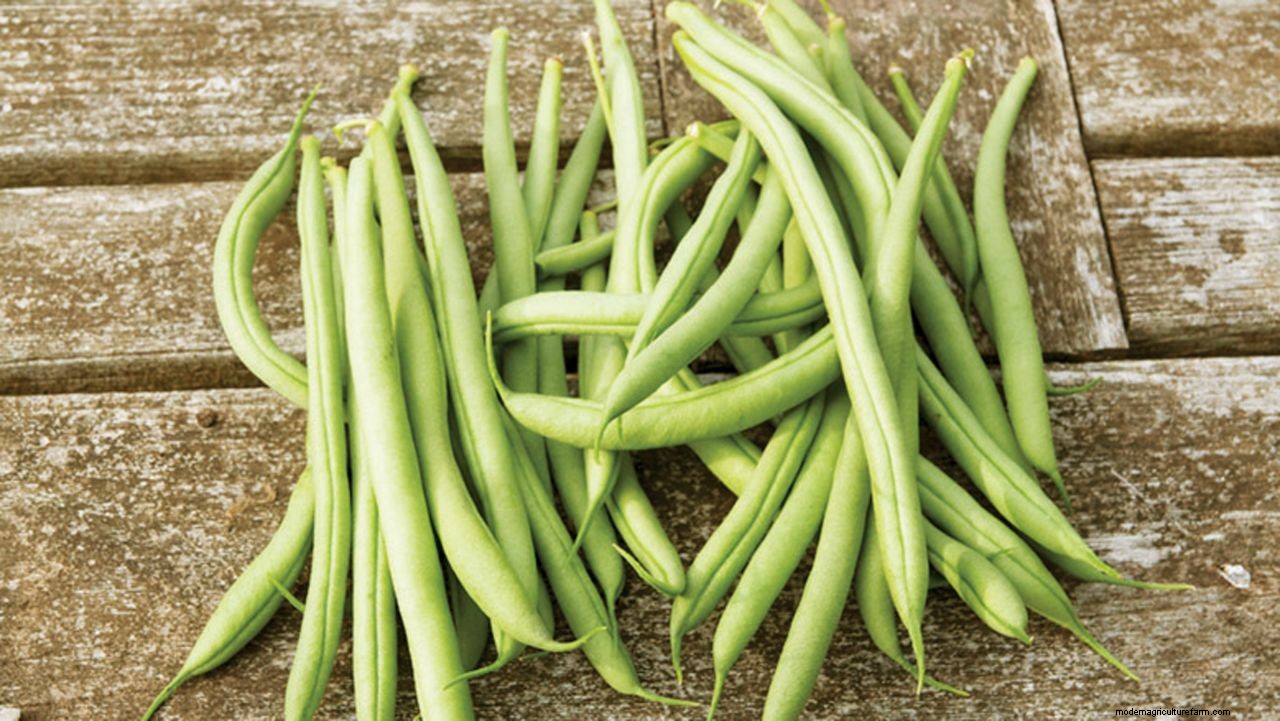How to grow French beans: our complete growing guide
