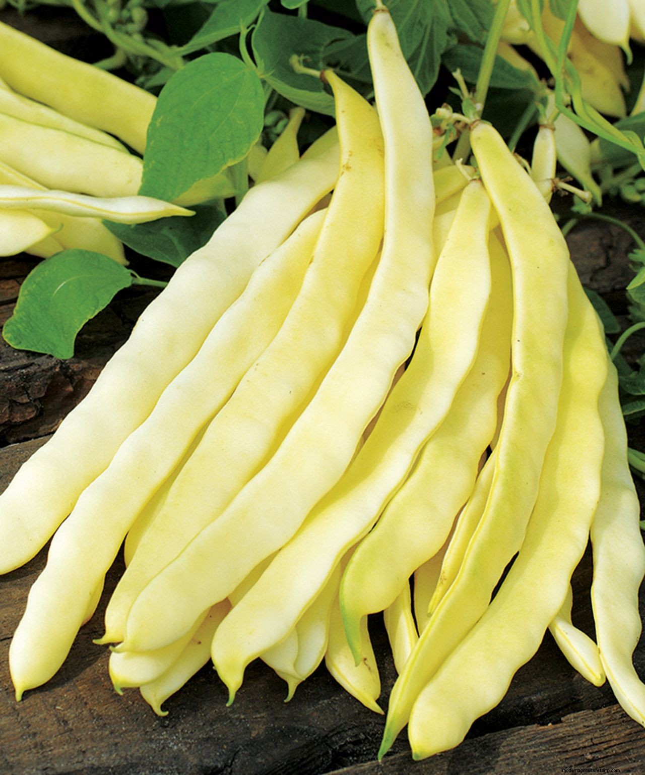 How to grow French beans: our complete growing guide