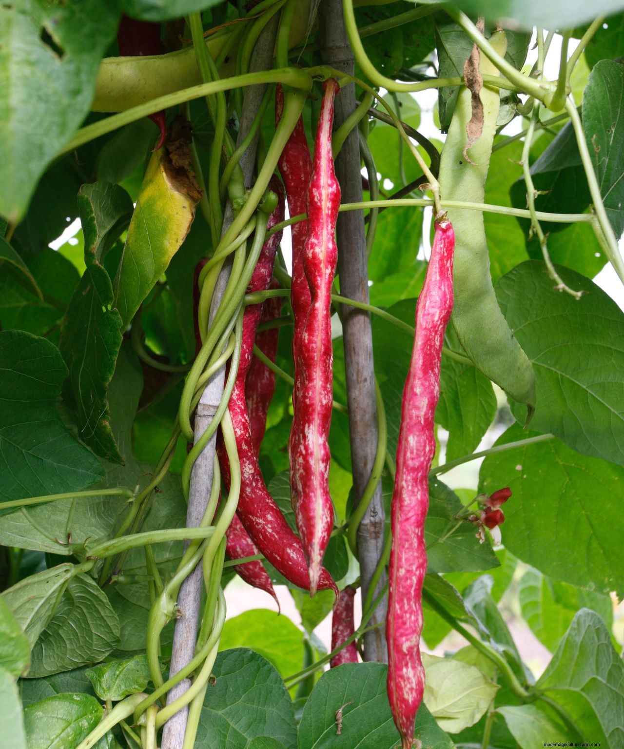 How to grow French beans: our complete growing guide