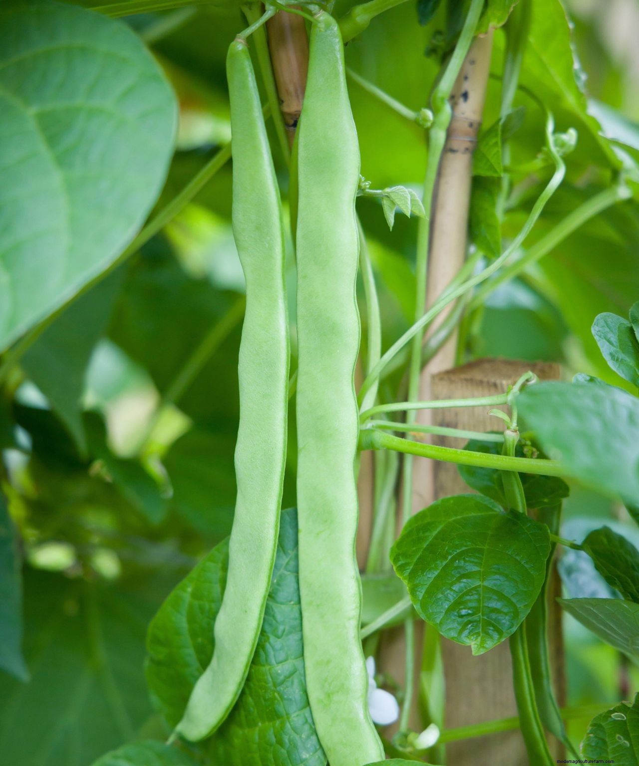 How to grow French beans: our complete growing guide