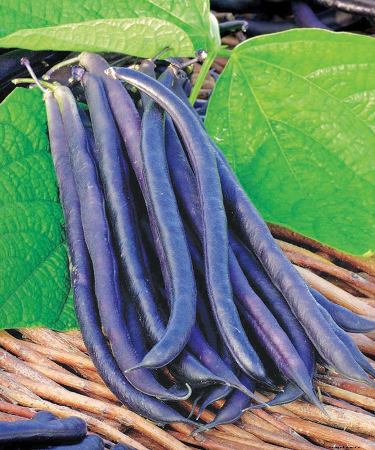 How to grow French beans: our complete growing guide