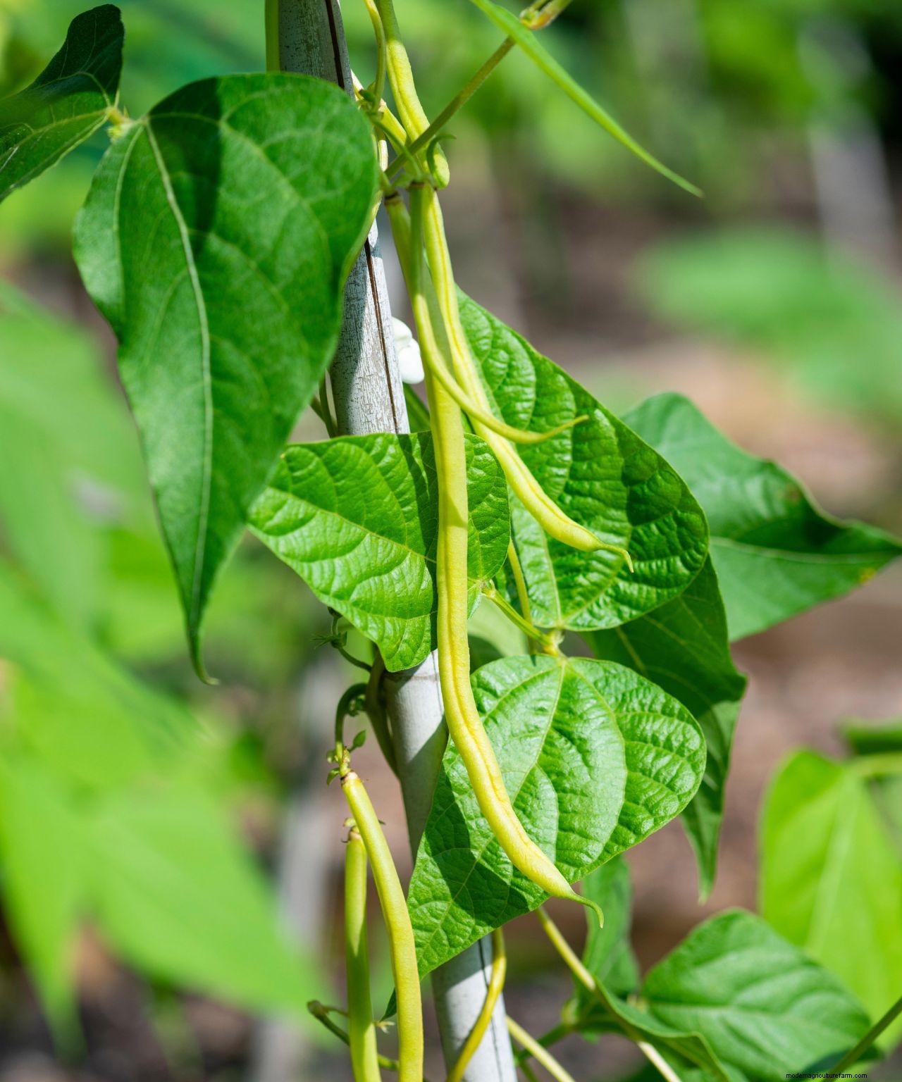 How to grow French beans: our complete growing guide