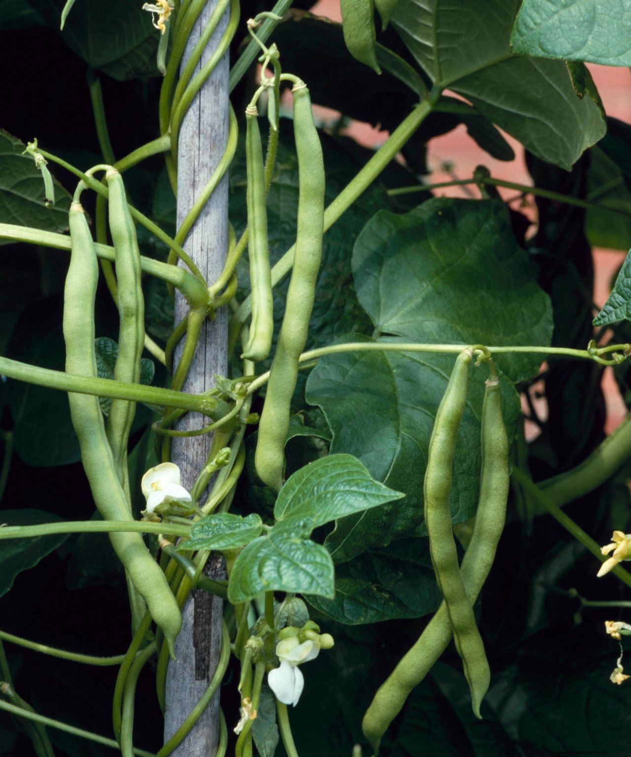 How to grow French beans: our complete growing guide