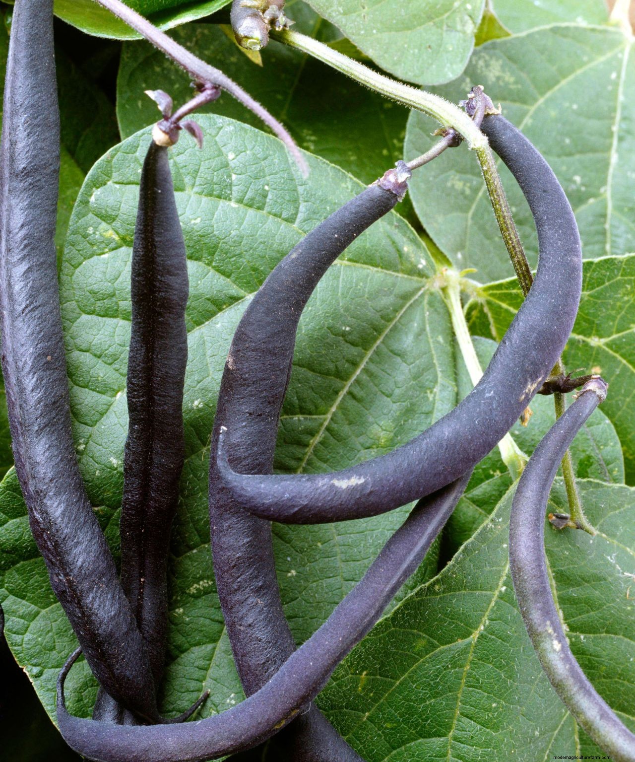 How to grow French beans: our complete growing guide