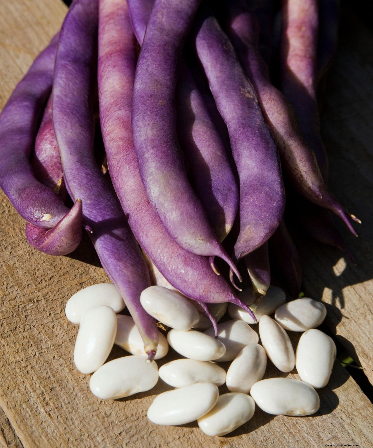How to grow French beans: our complete growing guide