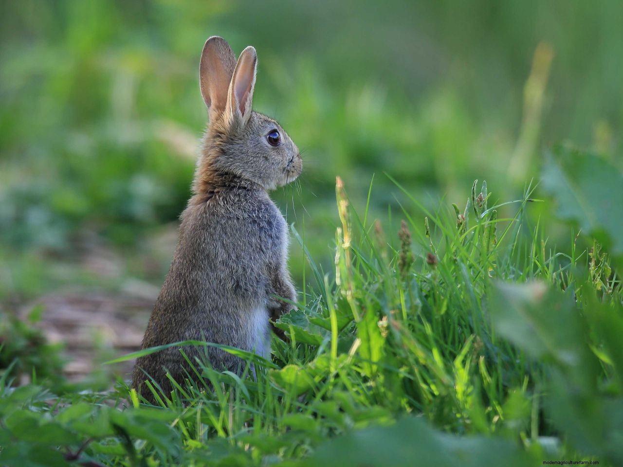 How to keep rabbits out of your garden or yard: protect your plants and lawn with these tips