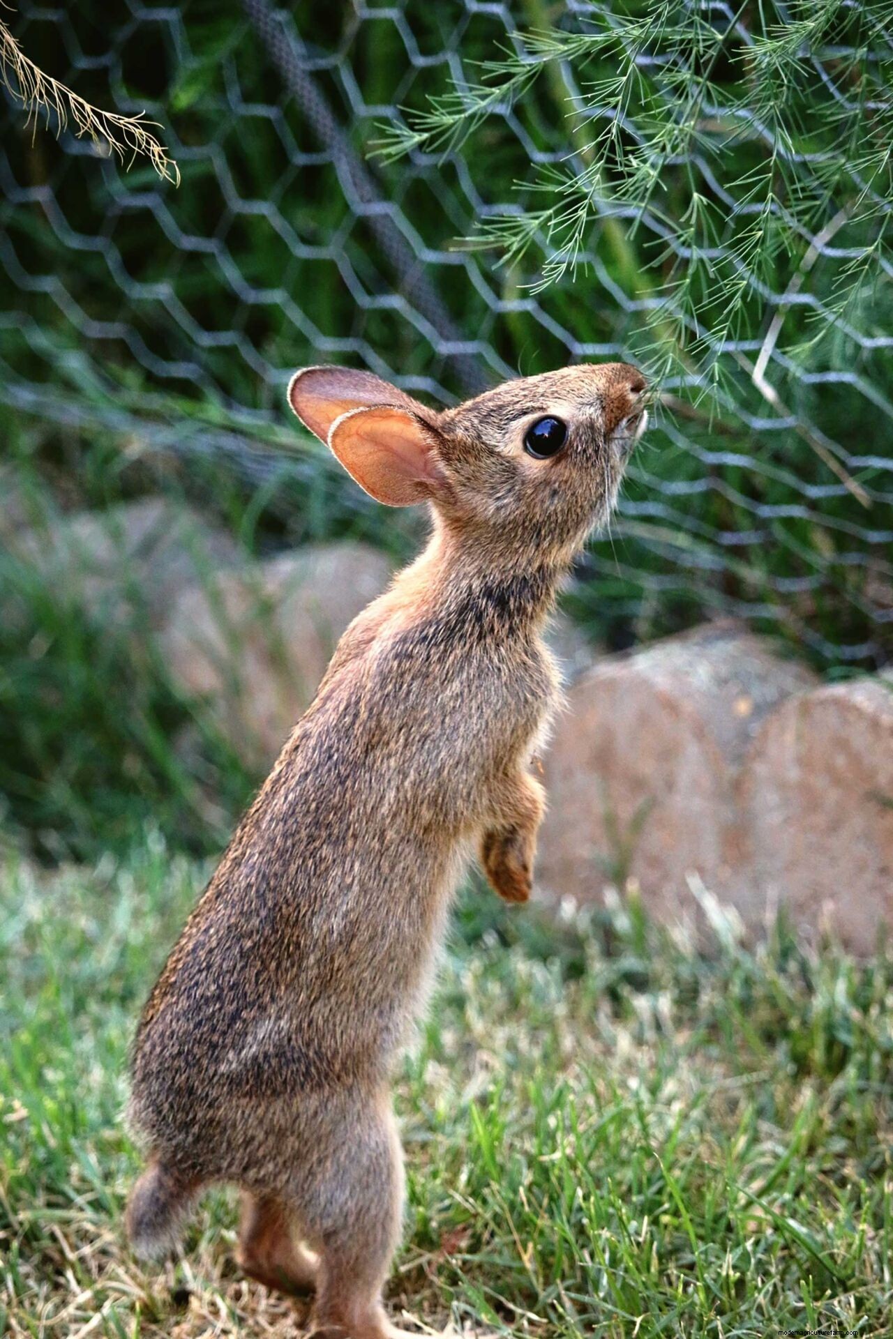 How to keep rabbits out of your garden or yard: protect your plants and lawn with these tips