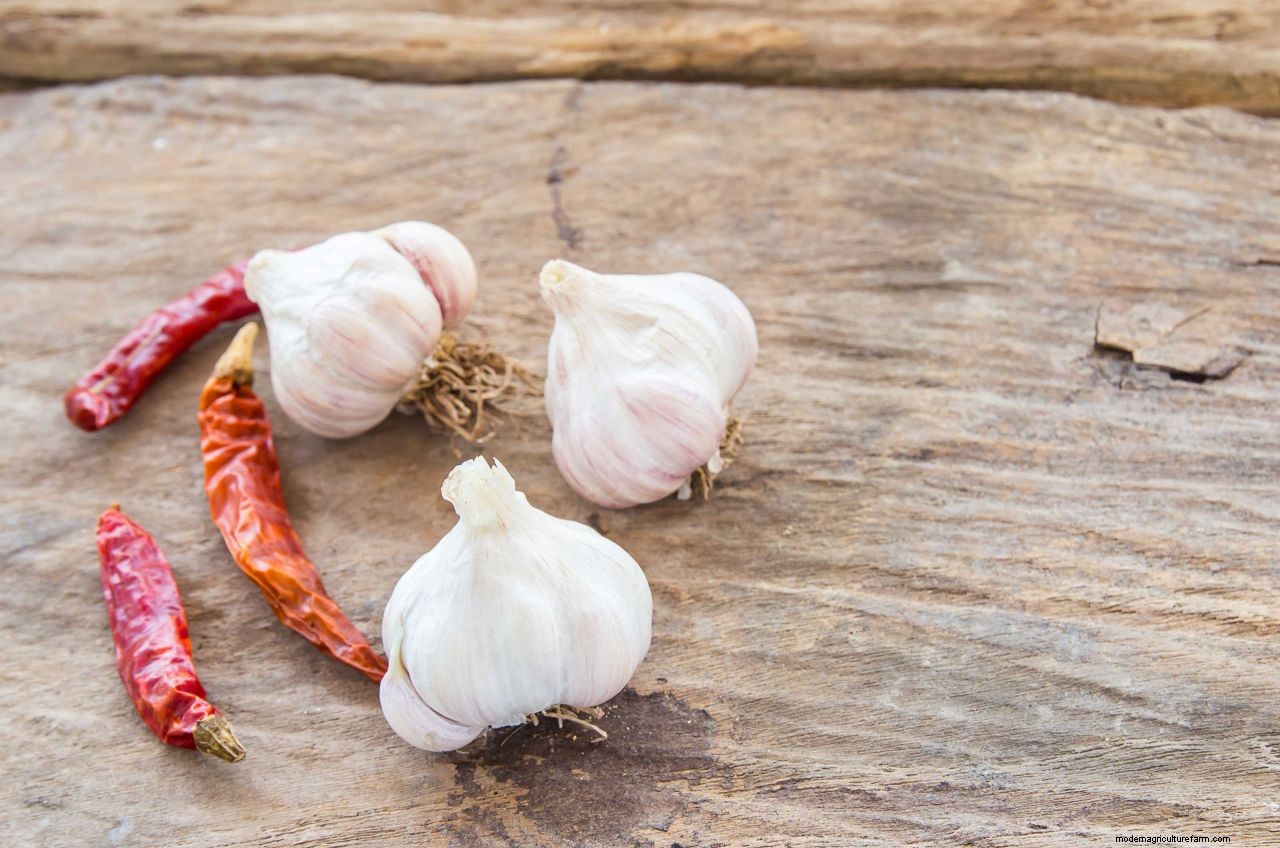 How to keep rabbits out of your garden or yard: protect your plants and lawn with these tips