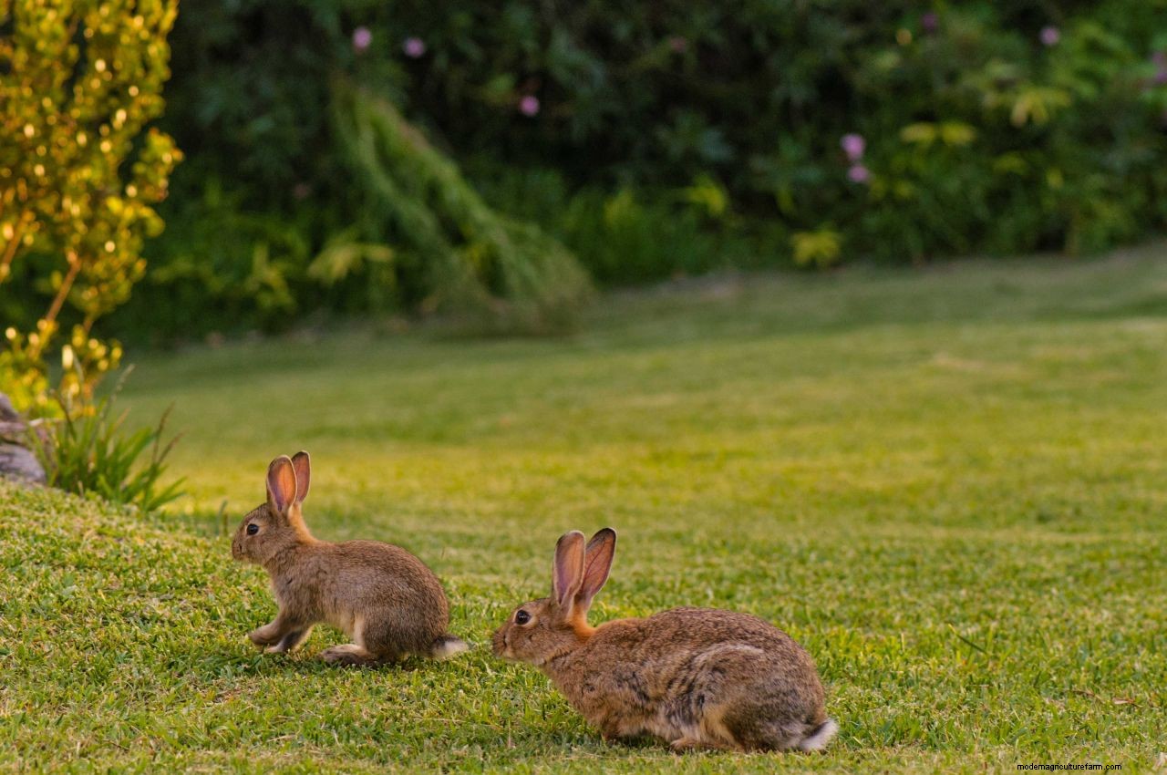 How to keep rabbits out of your garden or yard: protect your plants and lawn with these tips